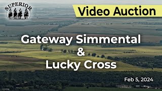 Gateway Simmental amp Lucky Cross Bull Sale [upl. by Nosmirc87]