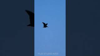 quotRodingquot Courtship flight in spring  Eurasian Woodcock birdlovers wildlife birds [upl. by Gausman225]