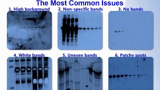 SERVA Webinar Troubleshooting ECL Western Blot Detection English [upl. by Rider]