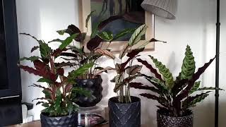 Time Lapse Calatheas moving their leaves [upl. by Rosio442]