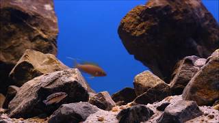 Lake Tanganyika Biotope Aquarium [upl. by Joela]