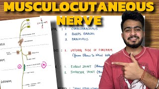 Musculocutaneous Nerve Anatomy  Upper Limb Anatomy [upl. by Airotcivairam773]