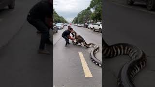 Two men rescue ostrich from giant python [upl. by Sacks]