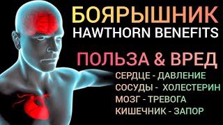 Боярышник Hawthornbenefits Как успокоить Мозг и Сердце l Что важно знать [upl. by Nahtanohj]