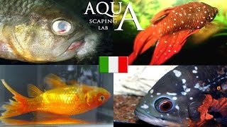 Aquascaping Lab  Malattie dei pesci come curarle puntini bianchi corrosione delle pinne ecc [upl. by Fricke]