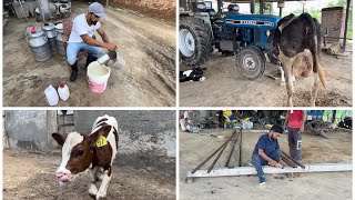 2nd lactation ਗਾਂ ਦਾ ਸੂਆ ਪਿਆ । Kane Calf  Benefits Milk Replacer  Bassi Dairy Farm  Punjab [upl. by Jacquie]