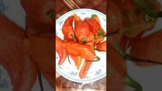 Bhut jolokia Achar Recipe 🔥King Chilli Pickle Recipe 🔥👌shorts short youtubeshort viral [upl. by Ettennek]