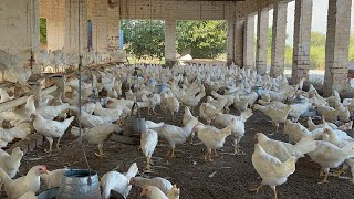 Pakistan Poultry Farm  Pakistan Production  Pakistan farming  part 52 [upl. by Ogren]