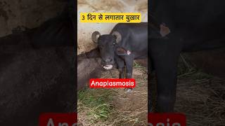 Anaplasmosis in Buffalo veterinary veterinarymedicine Dr Suresh Jangir [upl. by Nylecyoj]