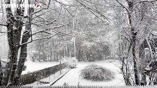 VIDEO NOW Westport flurries [upl. by Llehcal]