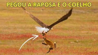 Águia careca caça raposa e coelho de uma só vez [upl. by Marguerite]