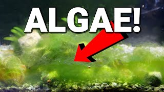 Is Algae GOOD or BAD for Your Aquarium [upl. by Ynafets]