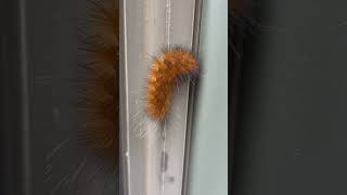 Yellow Woolly Bear moth kentucky nature moths [upl. by Zed]