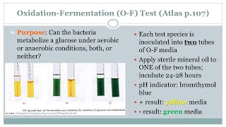 Oxidation Fermentation O F Test  Microbiology Class  Podcast CC [upl. by Narmak]