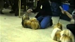 EXPOSITION DE VINCENNES 1992 SHIH TZU [upl. by Fredie228]