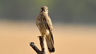 Common KestrelA Common falcon in India [upl. by Brantley]