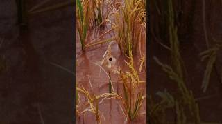 Rainy Day Feast Carps in the Paddy Field 🌧️🐟🌾 shorts nature [upl. by Etsyrk]