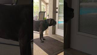 Do Mastiff Dogs slobber a lot Yes yes they do 🙈  dog canecorso cute cutebaby funny doglover [upl. by Lali]