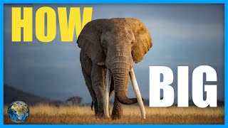 How Big Do African Elephants Get [upl. by Brittain]