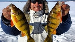 Monster Perch Ice Fishing Alberta [upl. by Rizan]