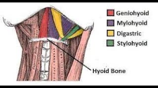 Suprahyoid Muscles [upl. by Anotyal]