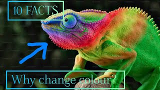 Top 10 Facts about animals that you didnt know Top 10 facts [upl. by Airamas]