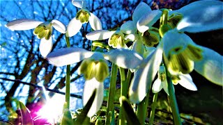 Le Perceneige une fleur charmante donnant un avant goût de printemps [upl. by Taite]