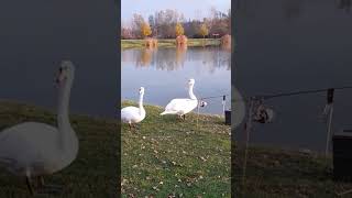 natureSchwäne besuchen Fischer Liebmannsee [upl. by Rather92]