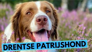 Drentse Patrijshond  TOP 10 Interesting Facts [upl. by Nellaf]