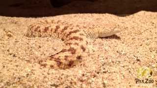 Saharan Sand Viper Disappearing Act [upl. by Yecies806]