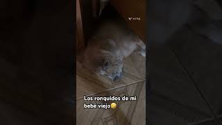 Los ronquidos de mi bebé viejo🤣 animals perros dog [upl. by Eibot700]