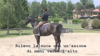 Francesco Vedani Equitazione  Lavoro sul salto ostacoli con cavallo pesante alla mano parte 1 [upl. by Noivert]