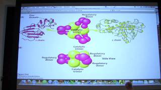 14 Biochemistry Enzyme Regulation I Lecture for Kevin Aherns BB 450550 [upl. by Gale]