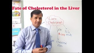 Fates of Cholesterol in the Liver [upl. by Amled926]