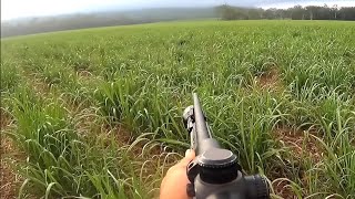 SnapShooting Feral Pigs While Hunting with Dogs [upl. by Meelak]