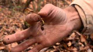 The life cycle of goldenseal [upl. by Ovid]