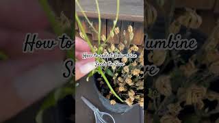 How to collect🪴 and save Columbine Flower Plant Seeds to grow next yeargardening seedsaving [upl. by Silverts]