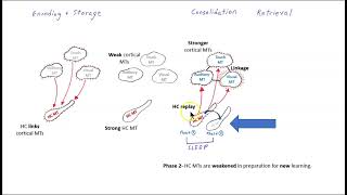 The role of the hippocampus in memory consolidation revised [upl. by Allimaj]