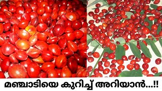 Red lucky seed HuntingRed sandal woodCoraltreeമഞ്ചാടിയെ കുറിച്ച് അറിയാൻAdenanthera Pavonina [upl. by Yesrod802]