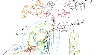 Nerve Fibers Classification Part 1 GVA GSA GVE GSE SVA SSA SVE SSE [upl. by Anais]