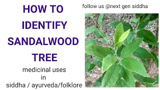 SANDALWOOD TREEHow to identify Cultivation procedures medicinal uses of SANTALUM ALBUM [upl. by Alamaj]