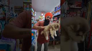 3090 दिन का puppy ko Sardi se Kaise bachayen 😲😲Pneumonia Causes shorts short gsd dog husky [upl. by Airamana]