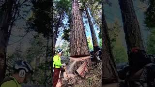 nice ponderosa pine died right next to the highway [upl. by Velleman]