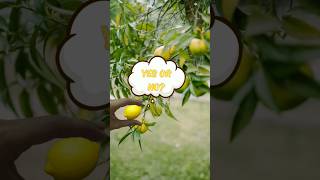 CAN LEMON 🍋 PLANT REALLY GROW FROM FRUIT LETS RESEARCH [upl. by Enelaehs]