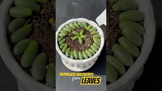 How to Care for Succulents Tips amp Tricks [upl. by Rayna948]