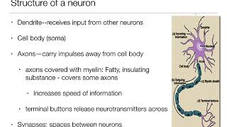 Introduction to Psychology 21  The Brain and Behavior  Nervous System and Neurons [upl. by Elicia634]