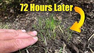 FAST Grass Seed Germination  72 Hours [upl. by Trellas]