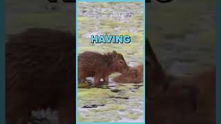 Baby Capybara Enjoying Free Uber Service 😎  Funny Animal Moments [upl. by Lipkin145]