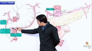 Anatomy of Celiac trunk  Celiac artery  Origin  Course  Branches  Vascular supply [upl. by Zavala638]