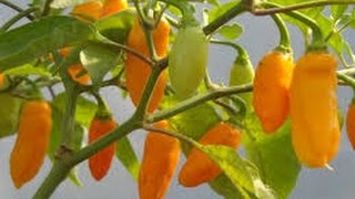 ⟹ Datil Pepper Capsicum chinense PLANT REVIEW pepper [upl. by Avehstab]